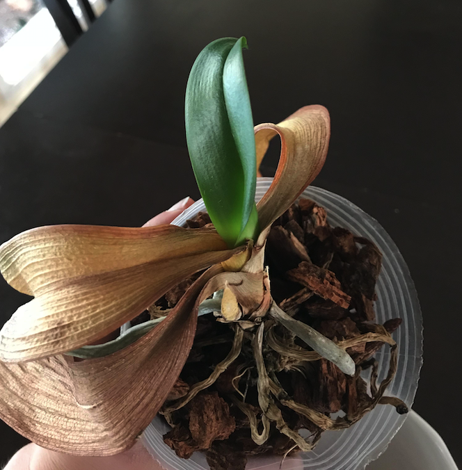 Почему у орхидеи опадают листья?